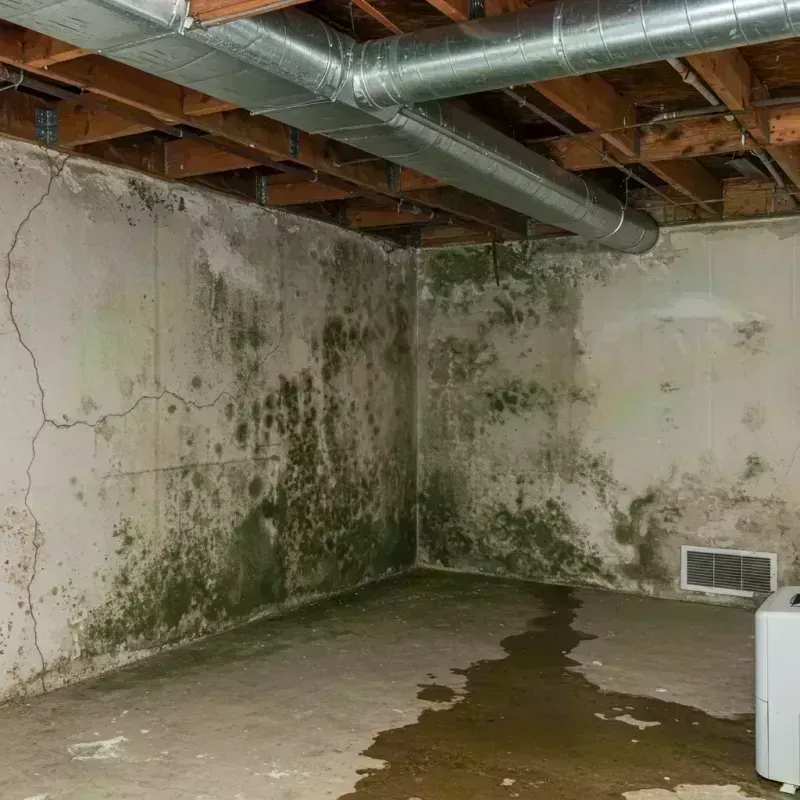 Professional Mold Removal in Kirksville, MO